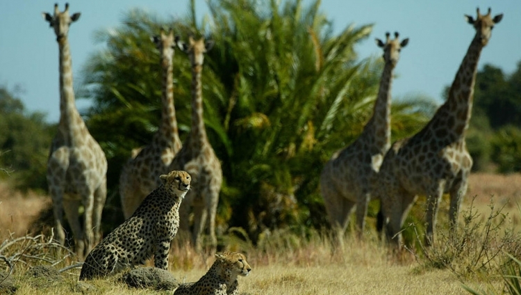 Vumbura Plains Camp - Gepard und Giraffe